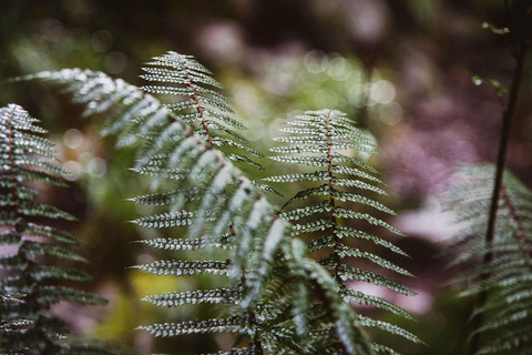 Te Anau: Lake Marian Guided Day Hike with Lunch