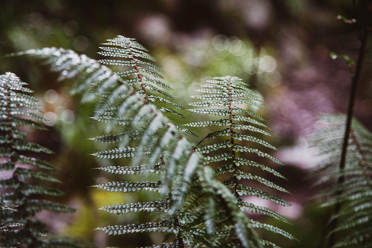 Te Anau: Lake Marian Guided Day Hike with Lunch