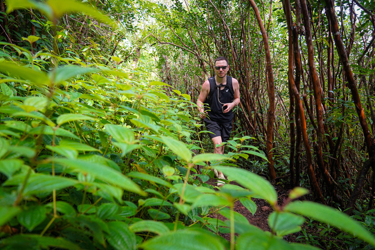 Maurice : randonnée guidée dans les gorges de la Rivière NoireMaurice : Randonnée guidée dans les gorges de la Rivière Noire