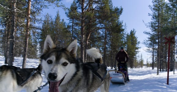 Levi: Self-Driven Husky Ride In Snowy Forest (5km)