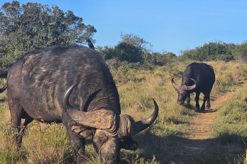 Half-Day Schotia Game Reserve (Open 4x4 Vehicle)