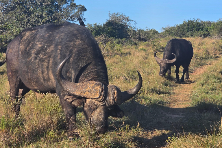 Half-Day Schotia Game Reserve (Open 4x4 Vehicle)