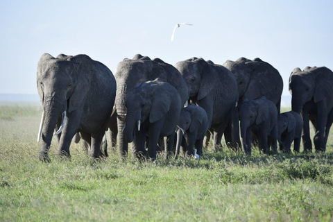 Safari de luxe de 6 jours : Hébergement de luxe