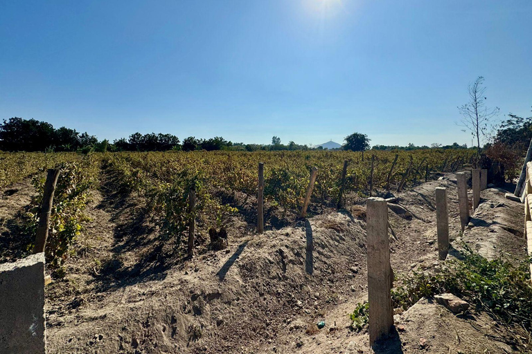 From Lima: Full Day Private All Inclusive Paracas, Ica.