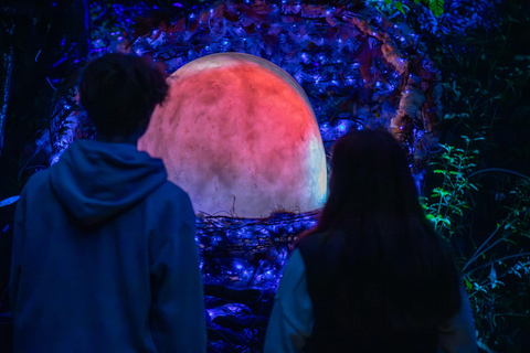 Queenstown: Whimsical Sensory Night Walk at LUMA Enchanted LUMA Enchanted - sensory illuminated walk