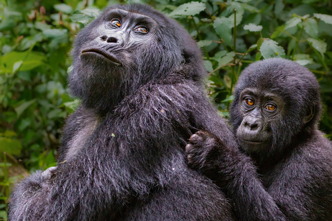 Trekking di 3 giorni tra i gorilla e i sentieri dei Batwa a Bwindi