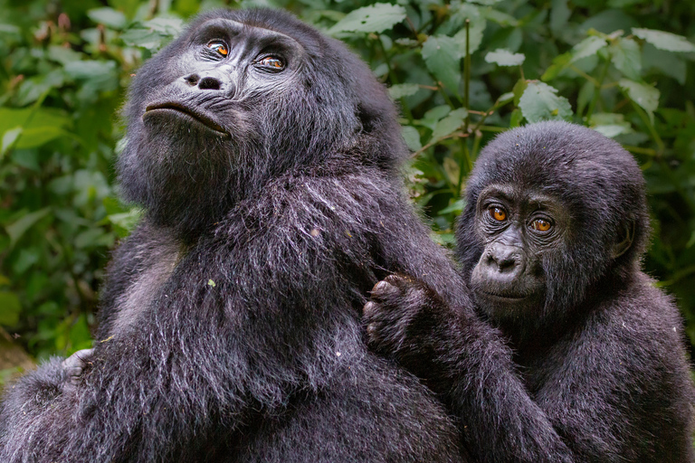 3-daagse gorillatrekking en Batwa-paden in Bwindi