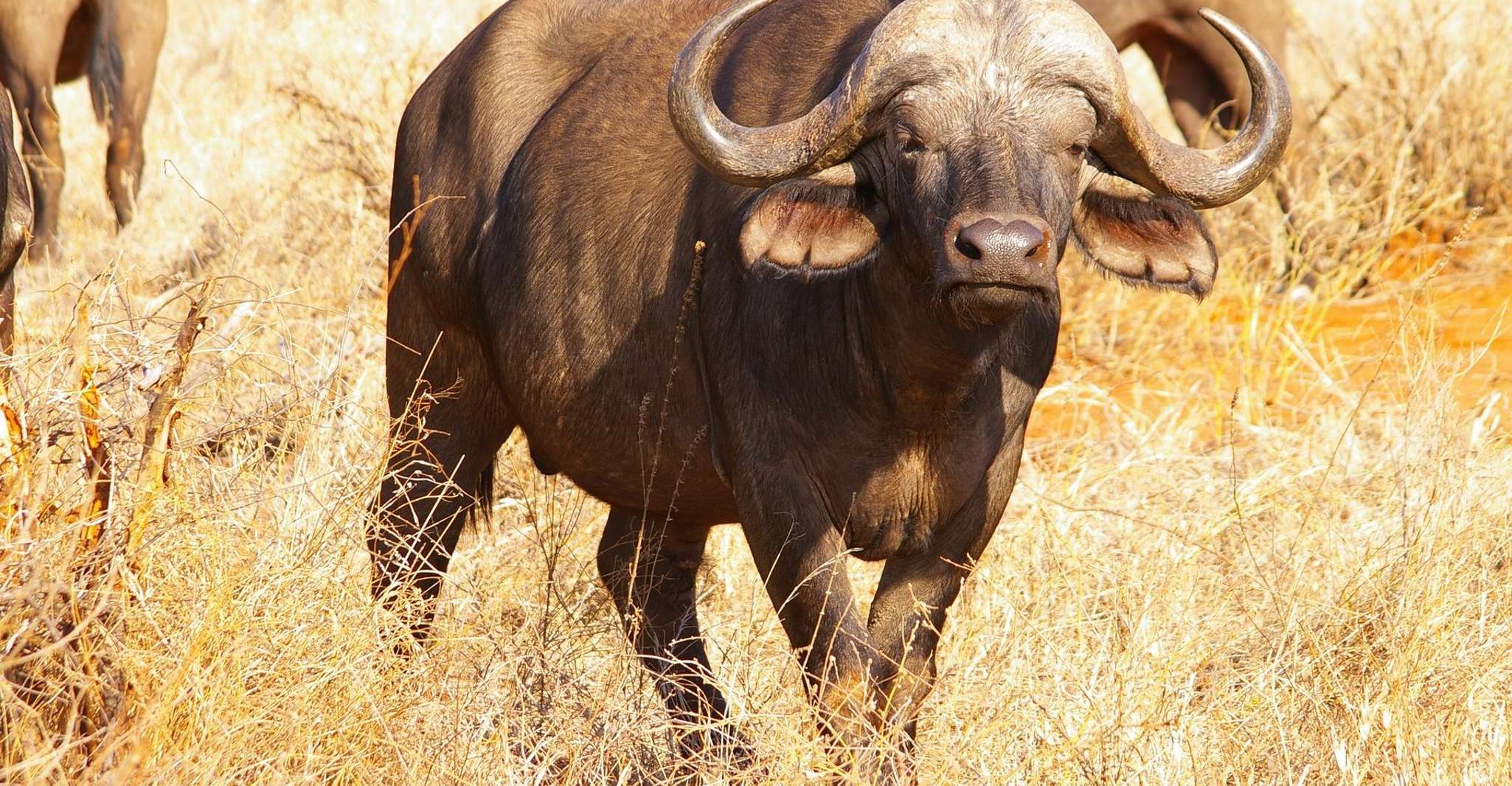 Die Perle Afrikas - Ihr 8 Tage/7 Nächte Safari-Abenteuer - Hizvo