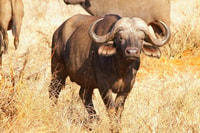 Die Perle Afrikas - Ihr 8 Tage/7 Nächte Safari-Abenteuer - Hizvo