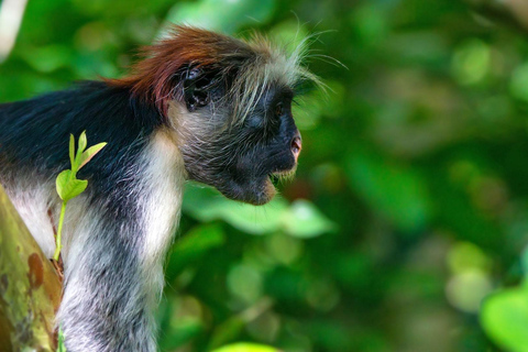 De Zanzibar: Floresta Jozani com observação de golfinhos