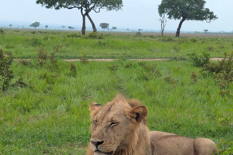 Arusha: 4 giorni di safari nel Serengeti e nel cratere Ngorongoro