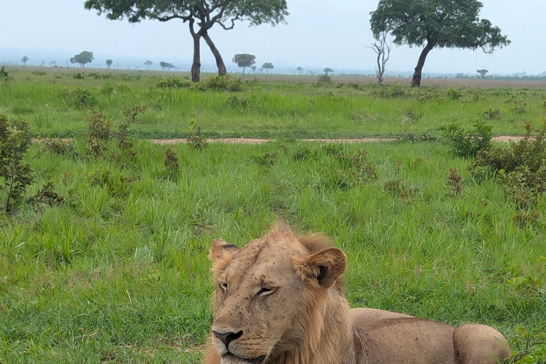 Arusha: 4 giorni di safari nel Serengeti e nel cratere Ngorongoro