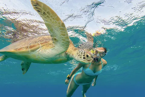 Snorkeling a Oahu con le tartarughe, scooter d'acqua, paddleboard