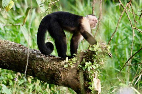 March 2025 Coasta Rica: Birding and Photography TourCoasta Rica: Birding and Photography Tour