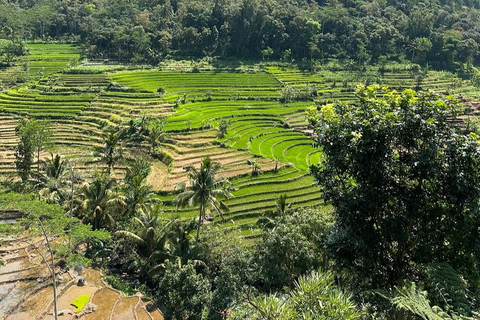 Selogriyo Temple and Java Rice Terrace Guided Trekking Tour Selogriyo Temple Java Rice Terrace Guided Trekking Tour