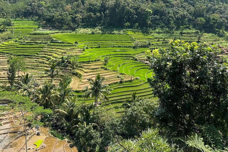 Selogriyo Temple and Java Rice Terrace Guided Trekking Tour Selogriyo Temple Java Rice Terrace Guided Trekking Tour