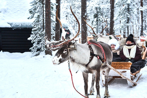 Levi: Reindeer Sleigh Ride 600m in Enchanting Forest