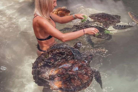 Swimming with Turtles at the Natural Aquarium