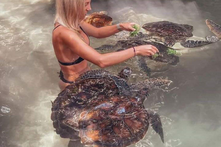 Schwimmen mit Schildkröten im Naturaquarium