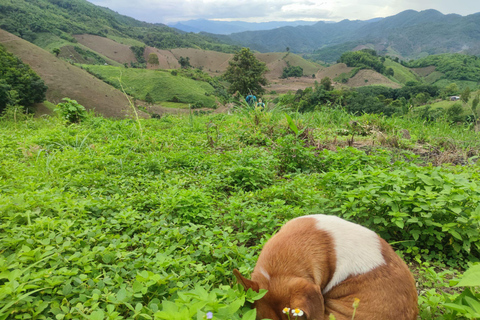 Chiang Rai: Jungle Adventure-Group Trekking & Bamboo Cooking