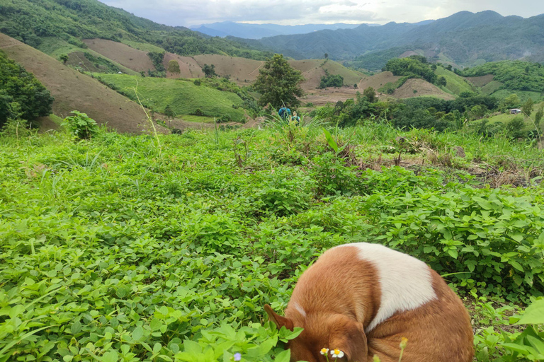 Chiang Rai: Jungle Adventure-Group Trekking & Bamboo Cooking