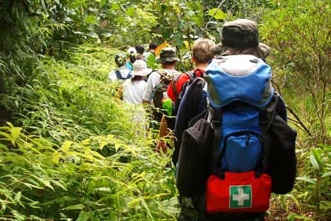 Puerto Rico: El Yunque Rainforest & Waterfalls Half-Day Tour