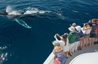 Puerto Vallarta: Wal- und Delfinbeobachtung mit Hydrophon