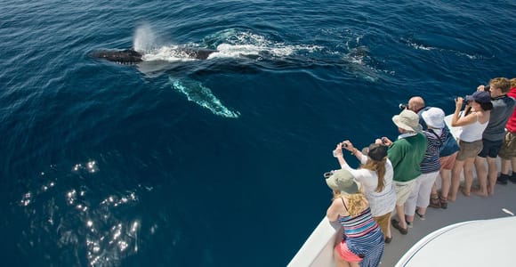 Puerto Vallarta: Whale & Dolphin Watching with Hydrophone