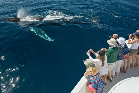 Puerto Vallarta: Whale & Dolphin Watching with Hydrophone
