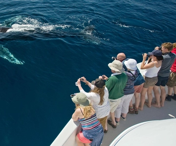 Puerto Vallarta: Wal- und Delfinbeobachtung All Inclusive