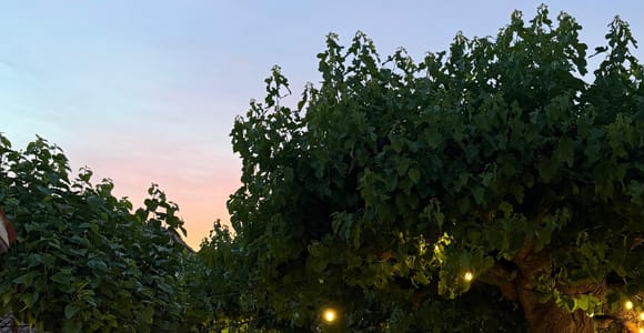 Sicily: Traditional Dinner at Villa Chiarelli Manostalla