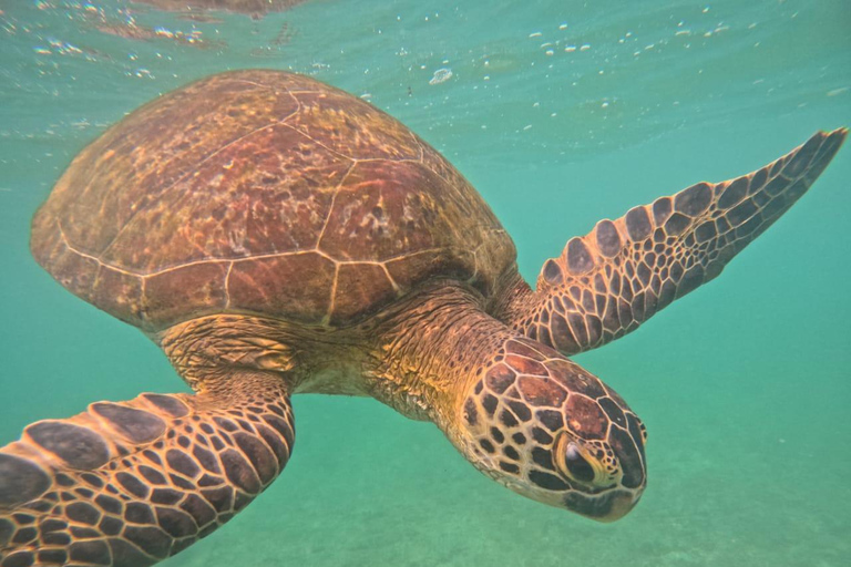 Mirissa Turtle Snorkeling Free Underwater Photos & pickup