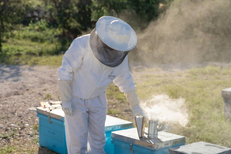 Discover the world of bees and taste their honey in Alicante