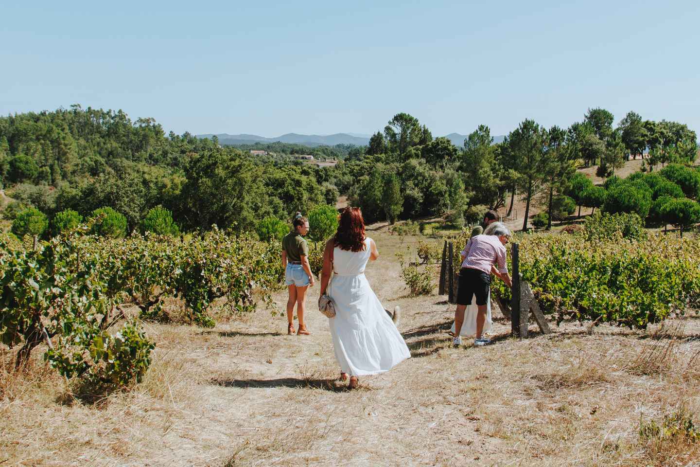 Tomar: Lunch among the vineyards