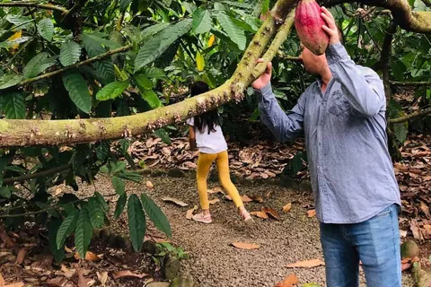 San Carlos : Visite guidée de l'art de la fabrication du chocolat à Don Olivo