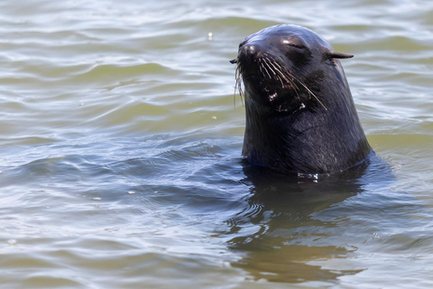 Côte des squelettes : visite guidée de Cape Cross et Henties BayCôte des squelettes : Cape Cross et Henties Bay - Visite guidée