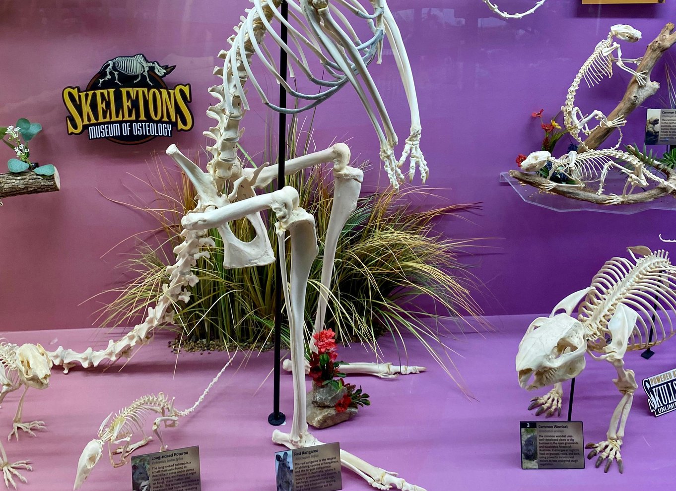 Oklahoma City: SKELETONS: Billet til Museum of Osteology