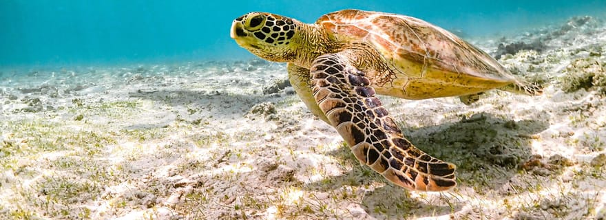 MiyakojimaSnorkeling｜1-65old |Snorkeling of Sea Turtle&Nemo★