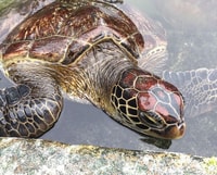 Mnemba Island、Turtle Tour、Kuza Cave、The Rock - Housity