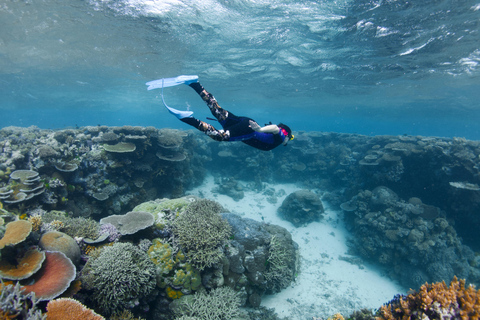 Cairns: Halbtägiges Schnorchelabenteuer am Great Barrier Reef