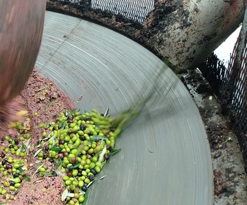 Umbria: guided tour to traditional oil mill + tasting