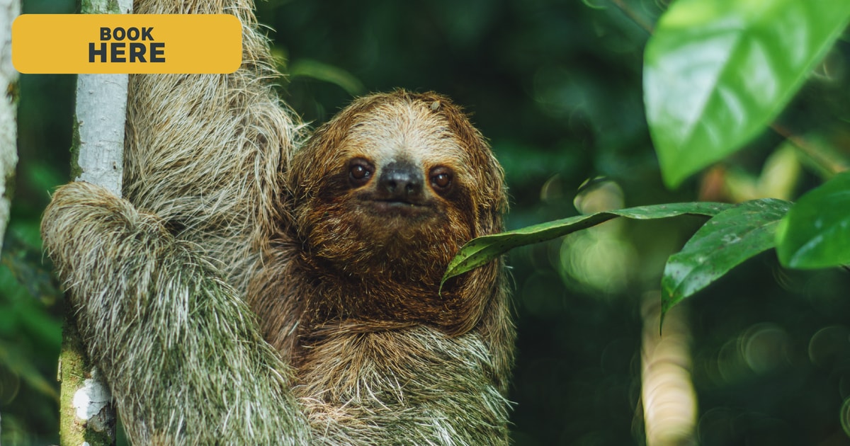 La Fortuna: Sloth Tour in Arenal Volcano Park with Snack | GetYourGuide