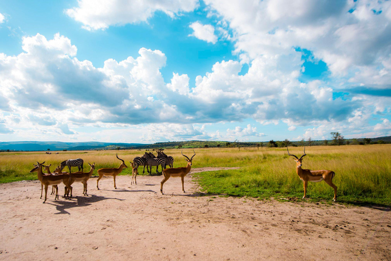 Kigali: Excursión de lujo de un día al Parque Nacional de Akagera con paseo en barco