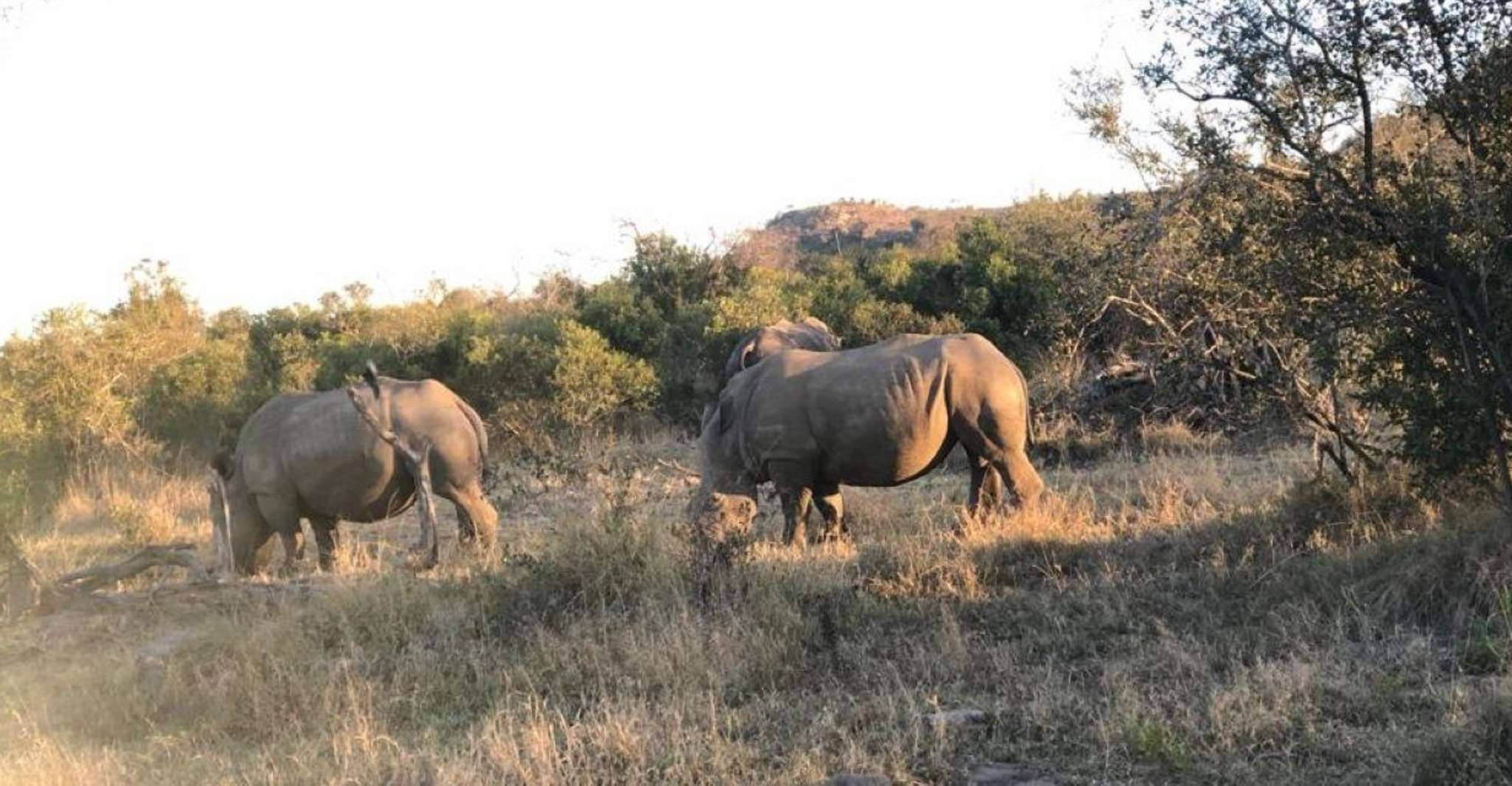 Safari Kruger National Park from Maputo - Housity