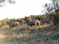 Safari Kruger National Park van Maputo - Housity
