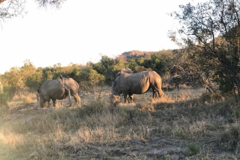 Safari dans le parc national Kruger depuis Maputo