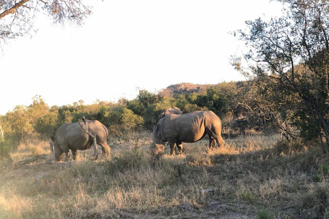 Safari dans le parc national Kruger depuis Maputo