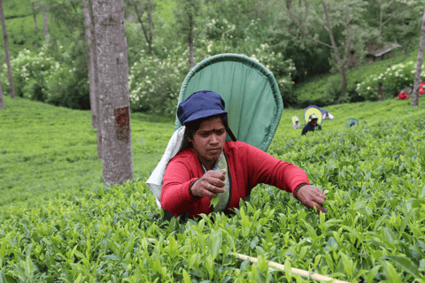 Sri Lanka 4 Day Tour: Colombo, Bentota, Ella, Kandy