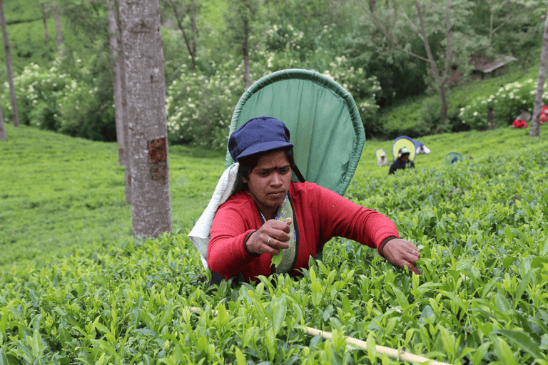 Sri Lanka 4 Day Tour: Colombo, Bentota, Ella, Kandy