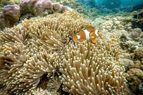 Private Snorkeling Tour Gili Trawangan,Gili Meno,Gili Air Start From: Senggigi,Mangsit,Mataram,Sira,Tanjung,Medana